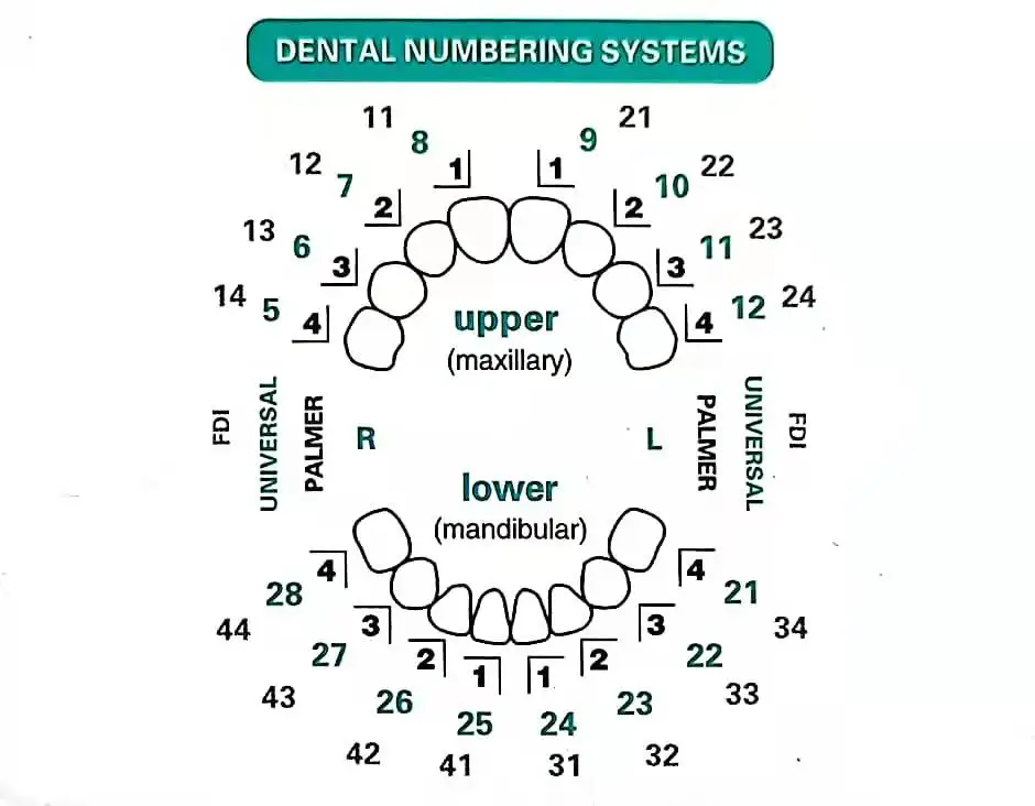 Dental Mould For Composite Res - Teeth Whitening Moulds review and price