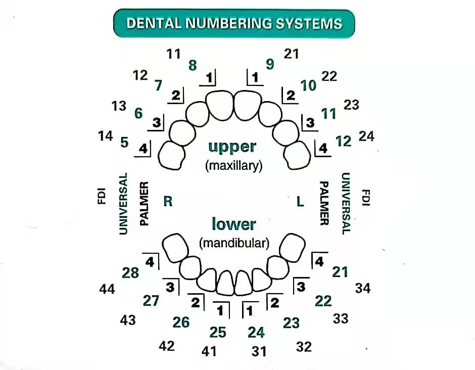 32pcs/Set Dental Veneer Mould  - Teeth Whitening Moulds review and price